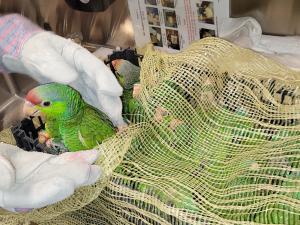 03152024_tfo_parrots.jpg