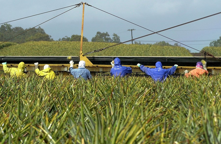 FILE - Workers harvest a pineapple field in Maui, Hawaii, on March 5, 2002. Filipinos began arriving in Hawaii more than a century ago to labor on sugarcane and pineapple plantations. In 2023, they account for the second-largest ethnic group on Maui, with nearly 48,000 island residents tracing their roots to the Philippines, 5,000 of them in Lahaina — about 40% of the town’s population before the fire. (Amanda Cowan/The Maui News via AP, File)