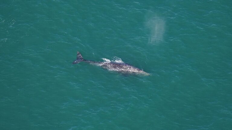 Gray-Whale-3.jpg