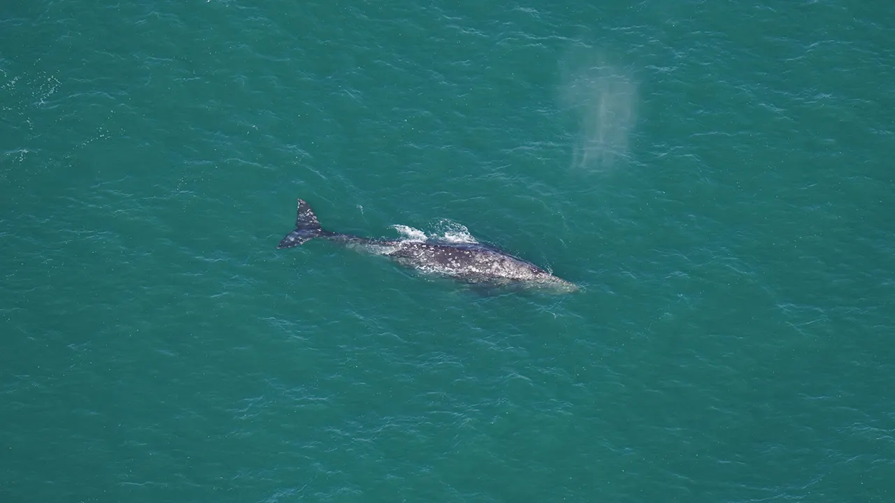 Whale that vanished from Atlantic over 200 years ago spotted off Massachusetts