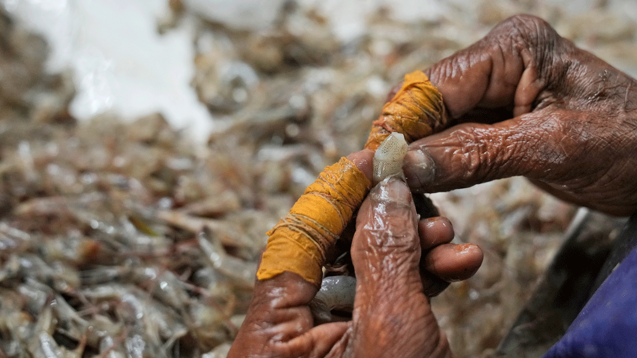 Indian-Shrimp.gif