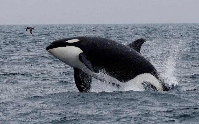 Killer-Whale-Japan.jpg