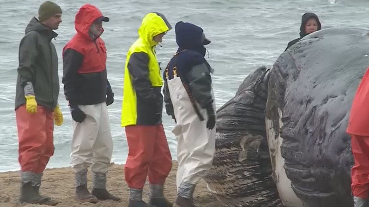 Two whales wash up in Virginia Beach