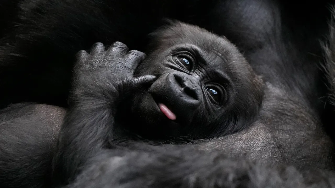 baby_gorilla.jpg