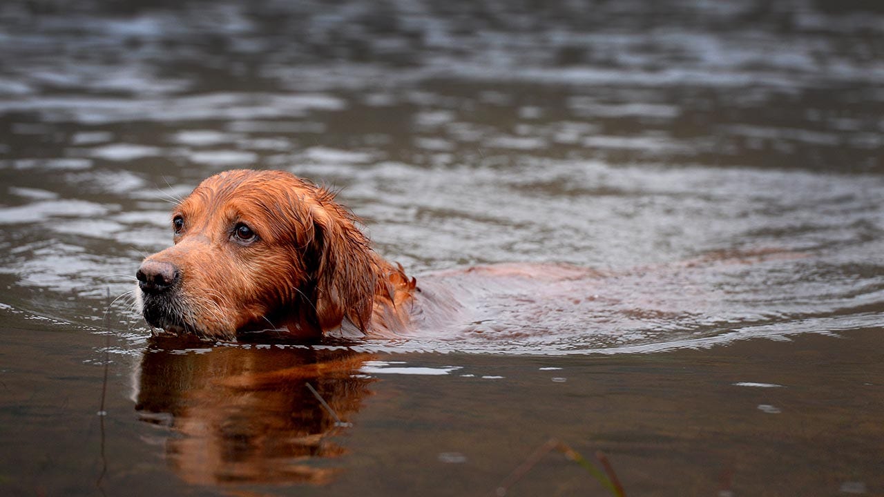 dog-in-river.jpg