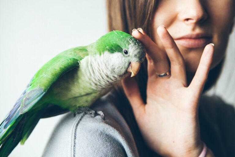 parrot-woman-shoulder.jpg