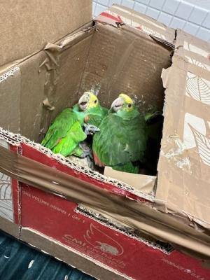 parrots1.jpg