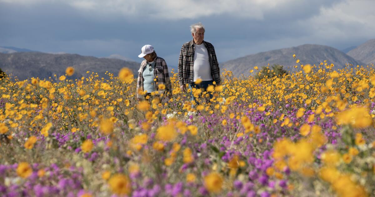 sut-l-1420431-anza-borrego-flowers-3.jpg