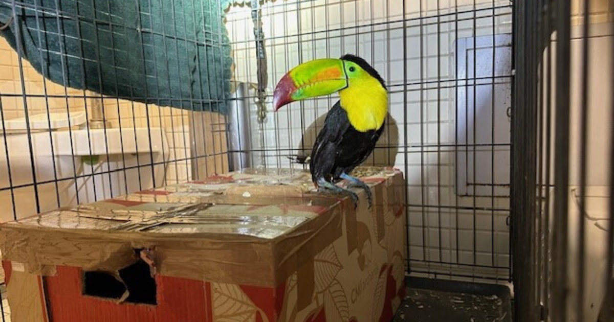 toucan-1.png