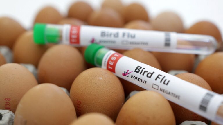 Bird-flu.jpg