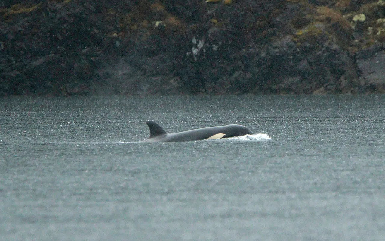 Canada-Orca.jpg