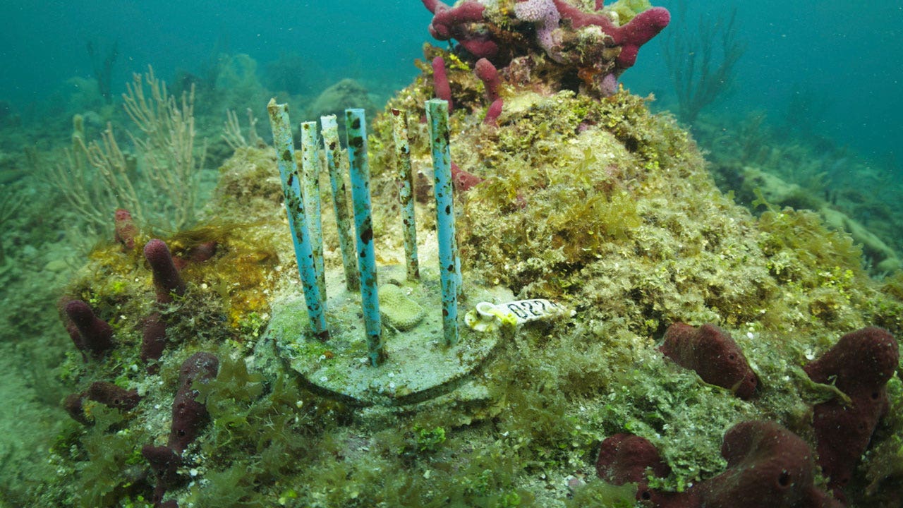 FL scientists save baby coral from predators using boba straws