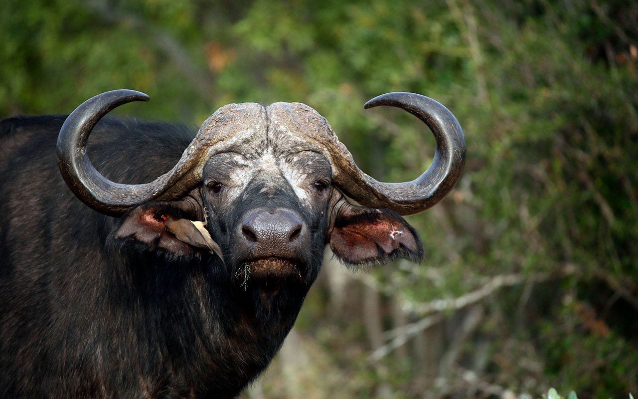 South-Africa-Buffalo.jpg