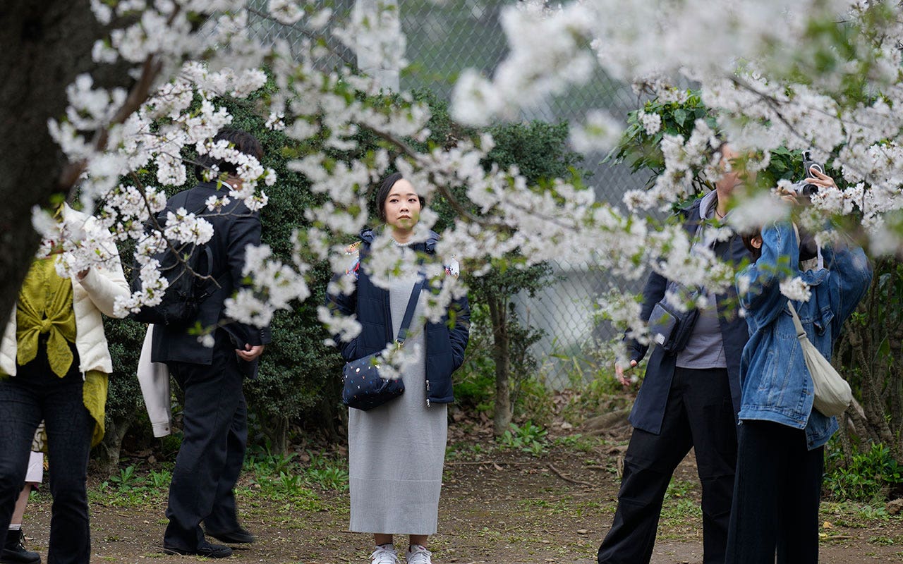 Tokyo-Cherry-Blossom.jpg