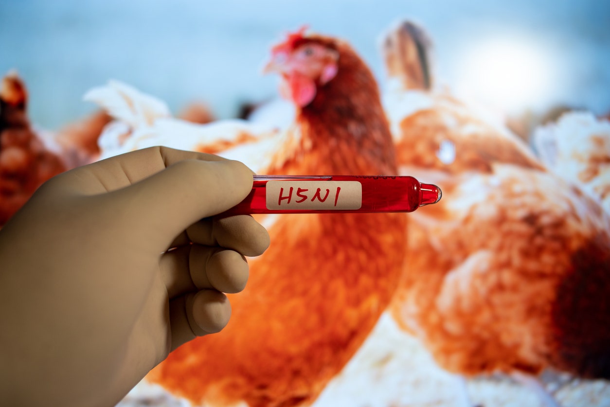 bird-flu-H5N1.jpg