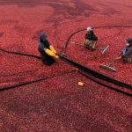 Cranberry_Harvest_69794-1.jpg