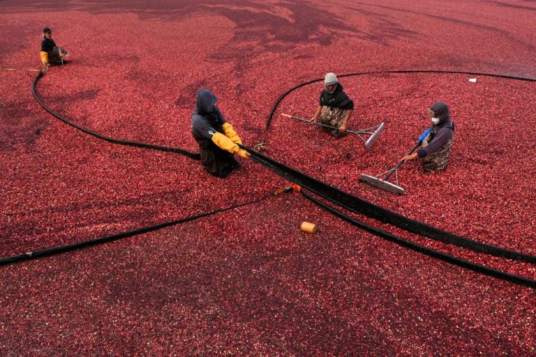 Cranberry_Harvest_69794-1.jpg