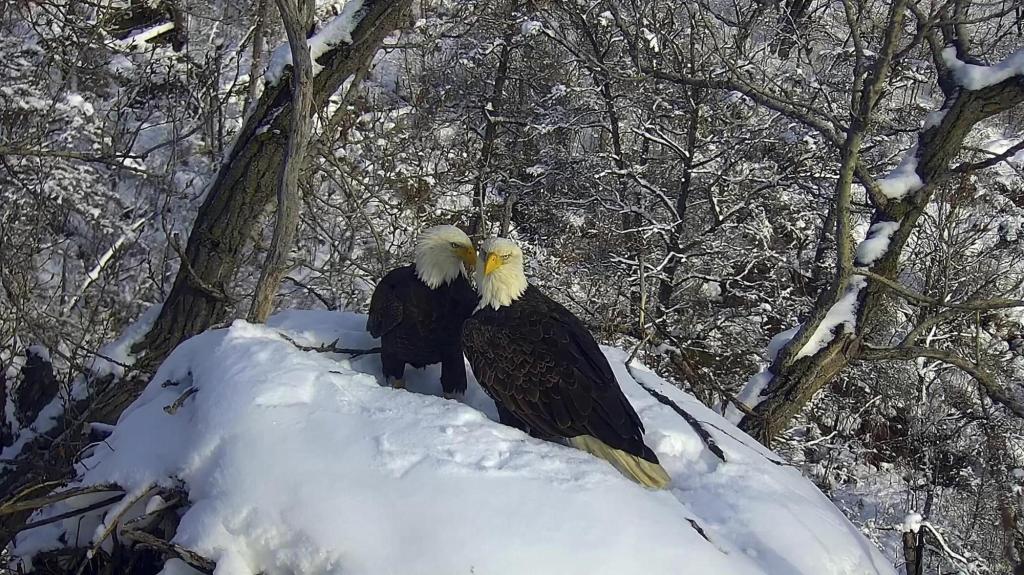 New_Eagle_Cam_68883.jpg