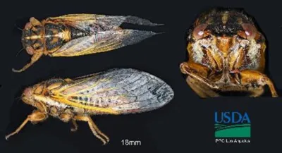 cicada_-_kikihia_angusta_walker_cicadidae.jpg.webp.webp