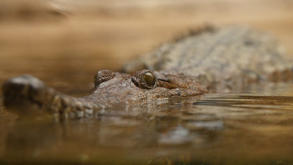 crocodile-australia.jpg