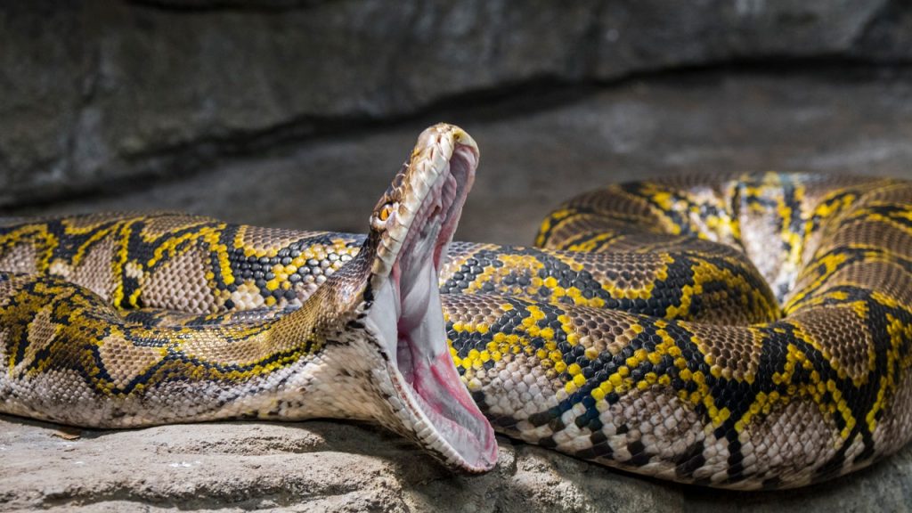 reticulated-python.jpg