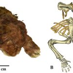 skeleton-extinct-cub.jpg