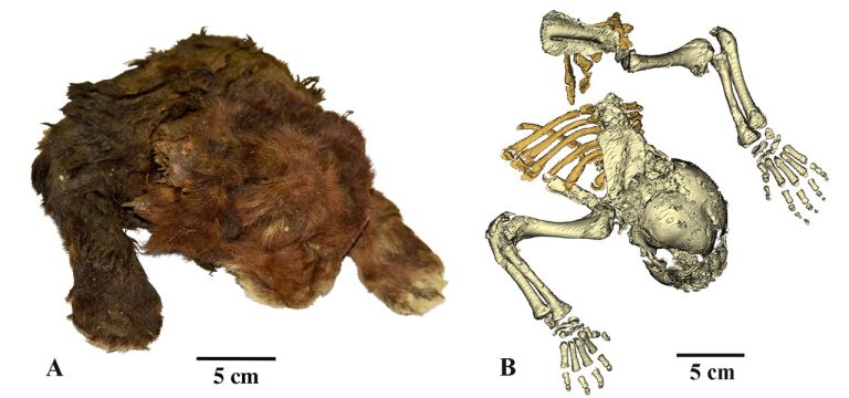 skeleton-extinct-cub.jpg