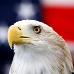 Biden-Bald_Eagle-National_Bird_73148.jpg