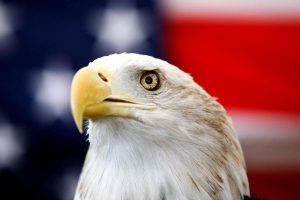 Biden-Bald_Eagle-National_Bird_73148.jpg