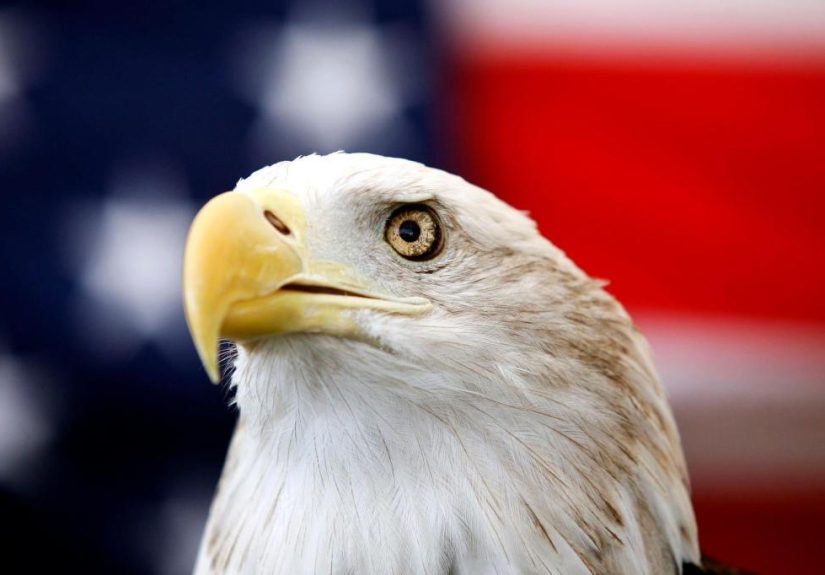 Biden-Bald_Eagle-National_Bird_73148.jpg