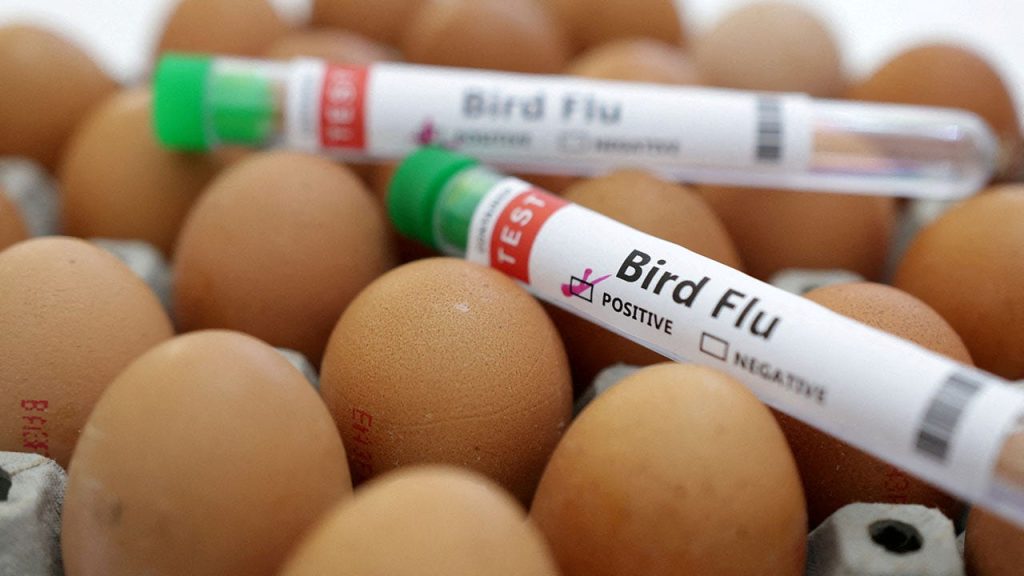 Bird-flu-illustration.jpg