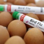 Bird-flu-illustration.jpg