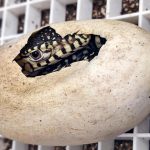 California_Zoo_Lizard_Hatchlings_90498.jpg