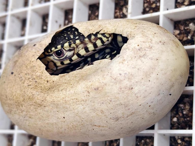 California_Zoo_Lizard_Hatchlings_90498.jpg