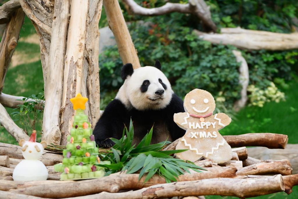 Hong_Kong_Pandas_Christmas_91360.jpg