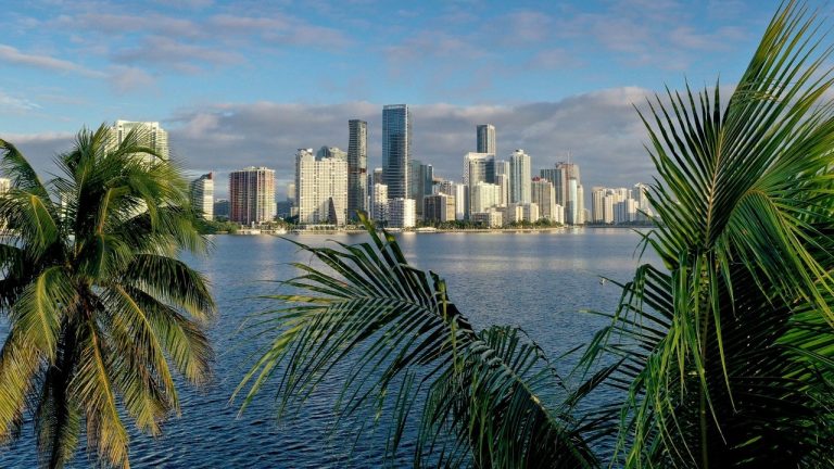 Miami-Skyline-Palm-Trees.jpg