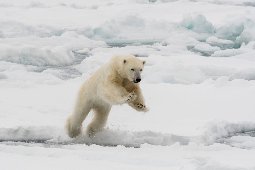 Polar-bear-getty.jpg