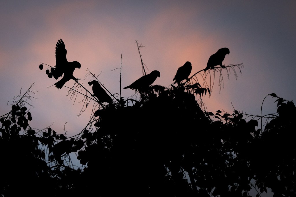 SUT-L-CAJON-PARROTS-002.jpg