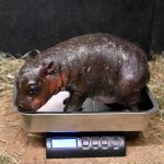 Virginia_Baby_Hippo_42544.jpg