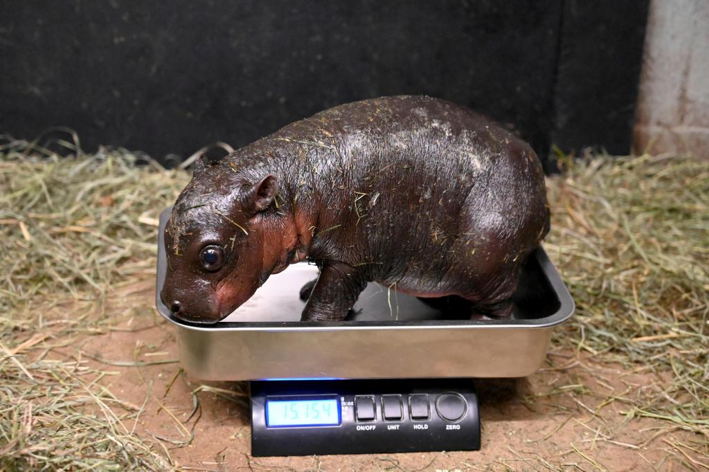 Virginia_Baby_Hippo_42544.jpg