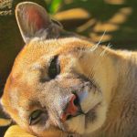 cougar-laying-down.jpg