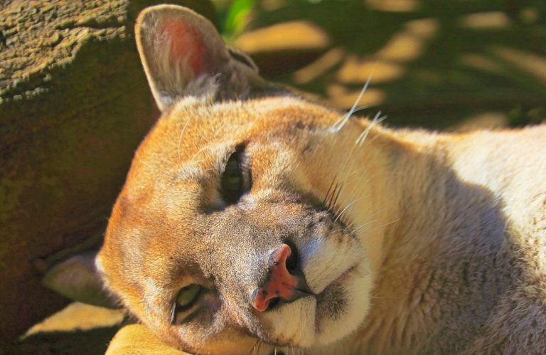 cougar-laying-down.jpg