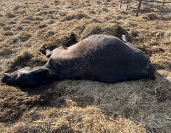 cow_on_ground.thumbnail.jpg