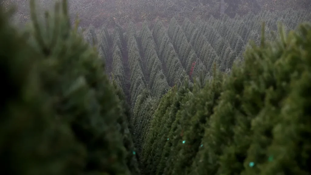 holiday-tree-farm-oregon.jpg