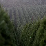 holiday-tree-farm-oregon.jpg