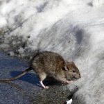 Climate_Rats_41978.jpg