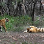 India_Tiger_Population_68964.jpg