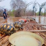 Madagascar_Tortoise_Rescue_81548-1.jpg