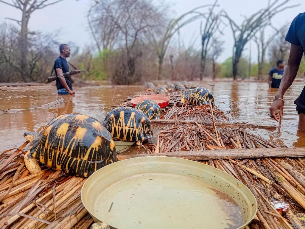 Madagascar_Tortoise_Rescue_81548-1.jpg