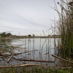 SUT-L-WETLANDS-RESTORATION-5.jpg